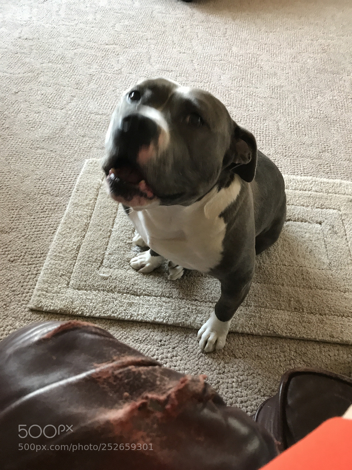 Apple iPhone 7 sample photo. Whining pup photography