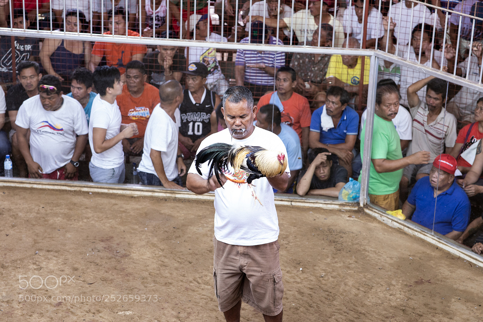Canon EOS 5D Mark IV sample photo. Preparing the rooster for photography