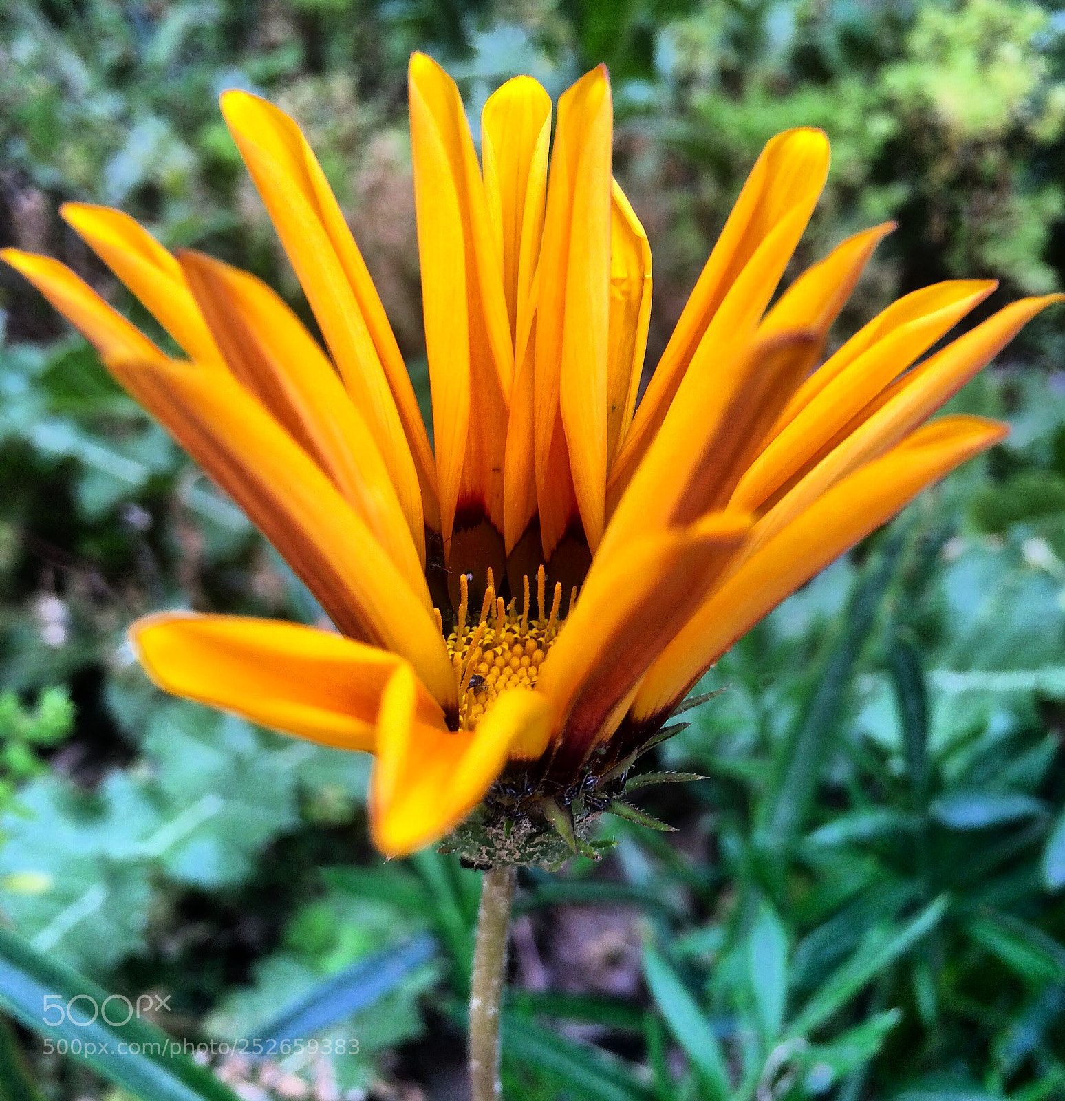 Apple iPhone 5s sample photo. Flower  photography