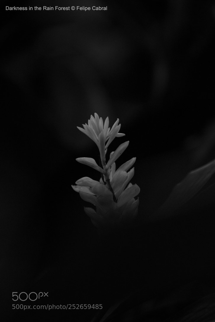Canon EOS 600D (Rebel EOS T3i / EOS Kiss X5) sample photo. Darkness in the rain photography