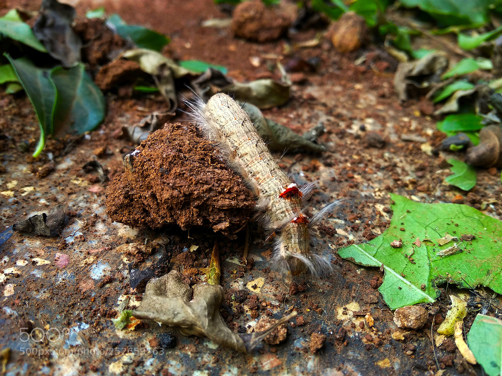 Xiaomi Redmi Note 5A sample photo. Caterpillar.jpg photography
