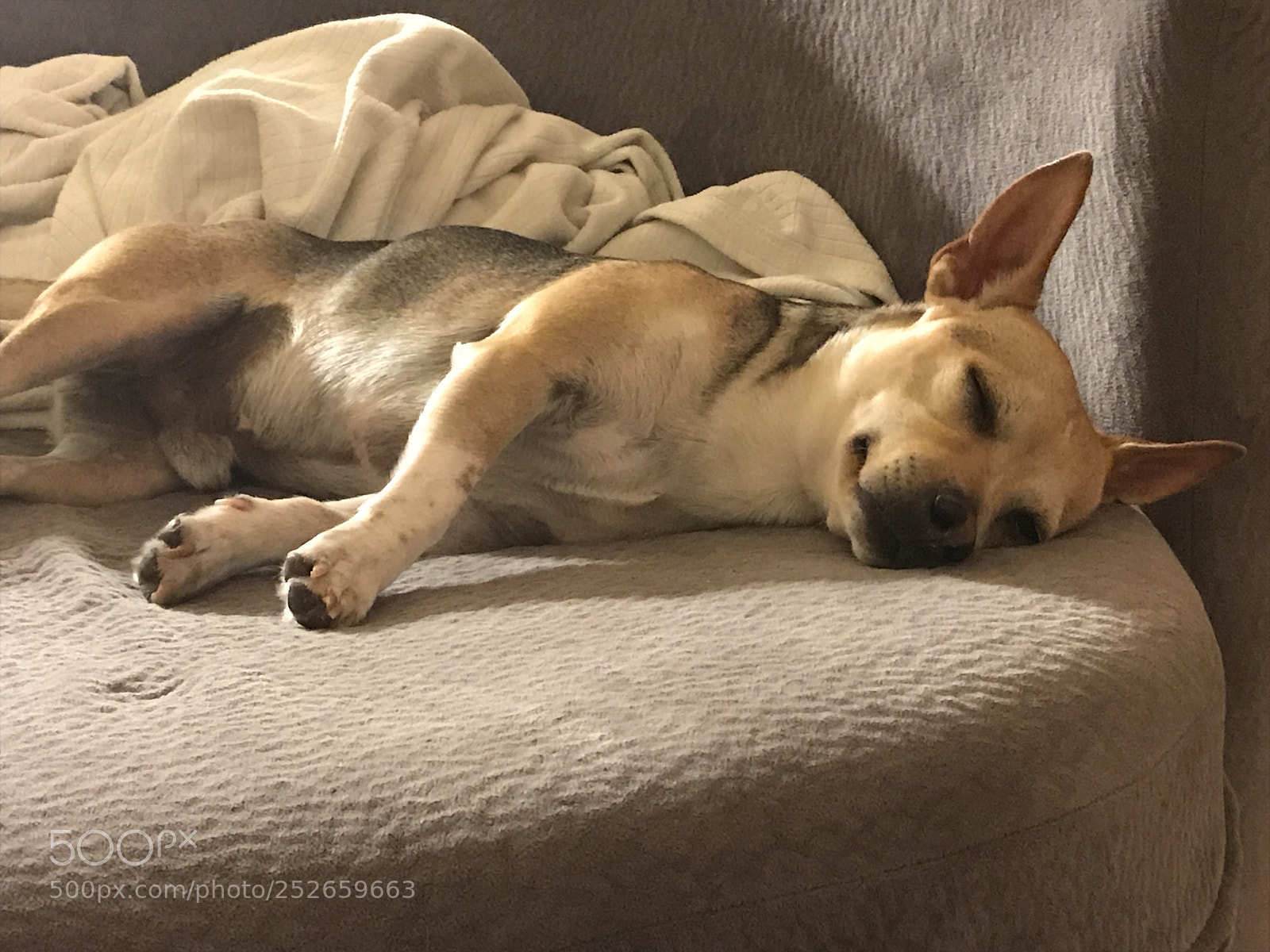 Apple iPhone 7 sample photo. Sleeping pup photography