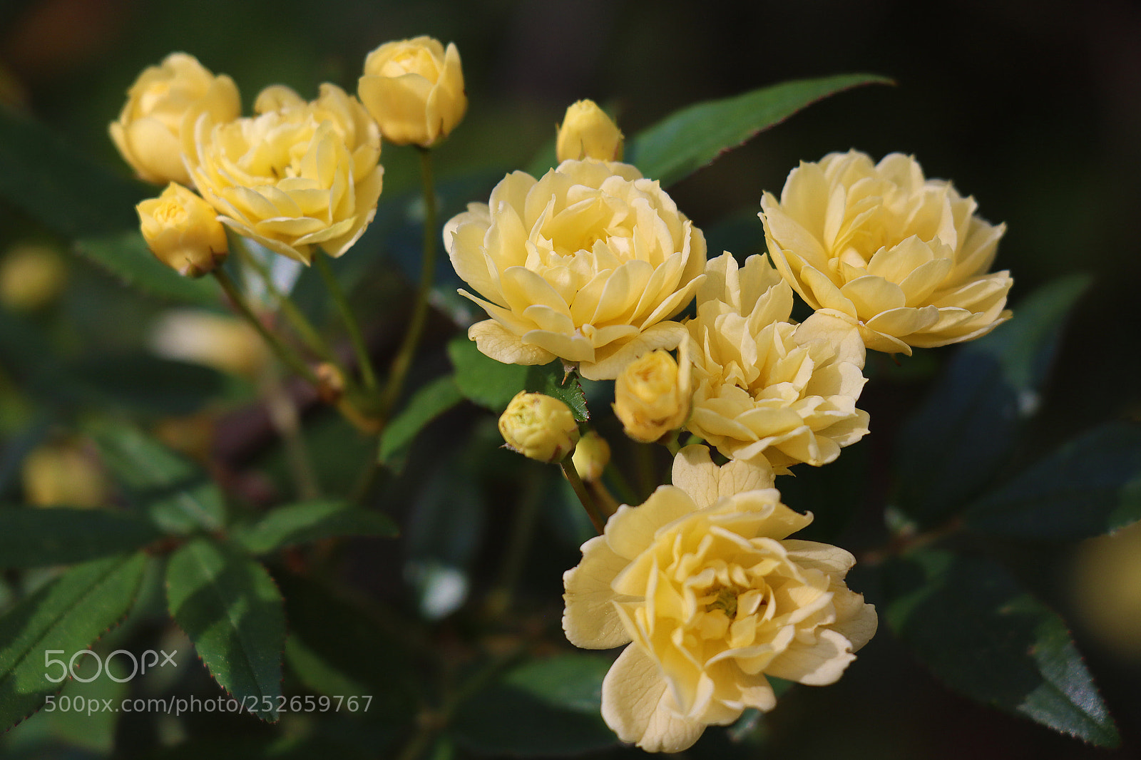 Canon EOS M50 (EOS Kiss M) sample photo. Golden mini macro photography