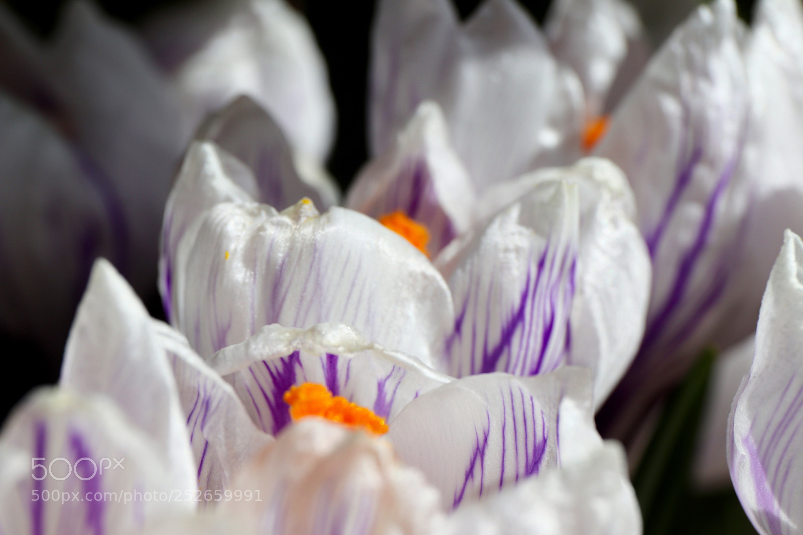 Canon EOS 77D (EOS 9000D / EOS 770D) sample photo. Crocus in the garden photography