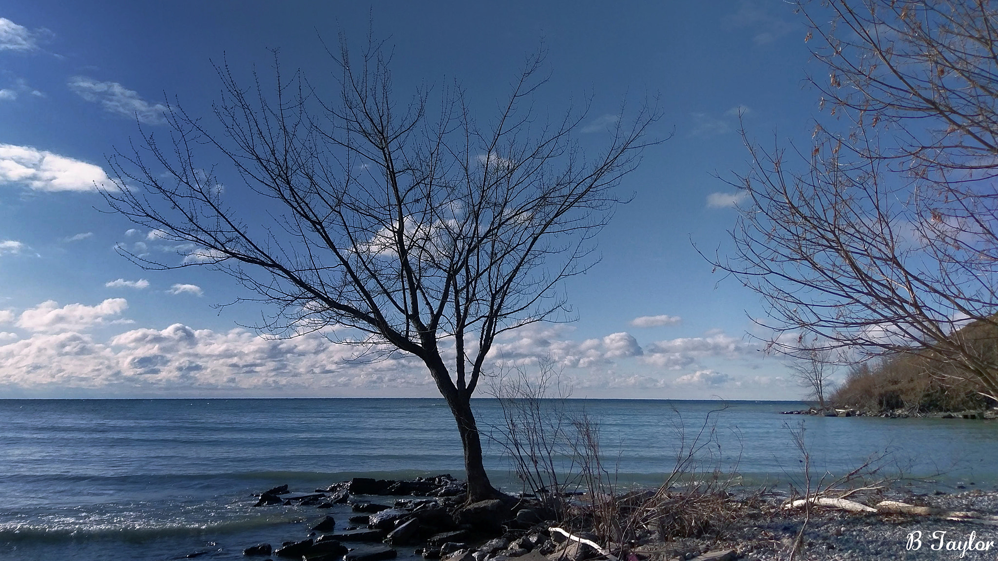 HTC 10 sample photo. Tree on shore photography