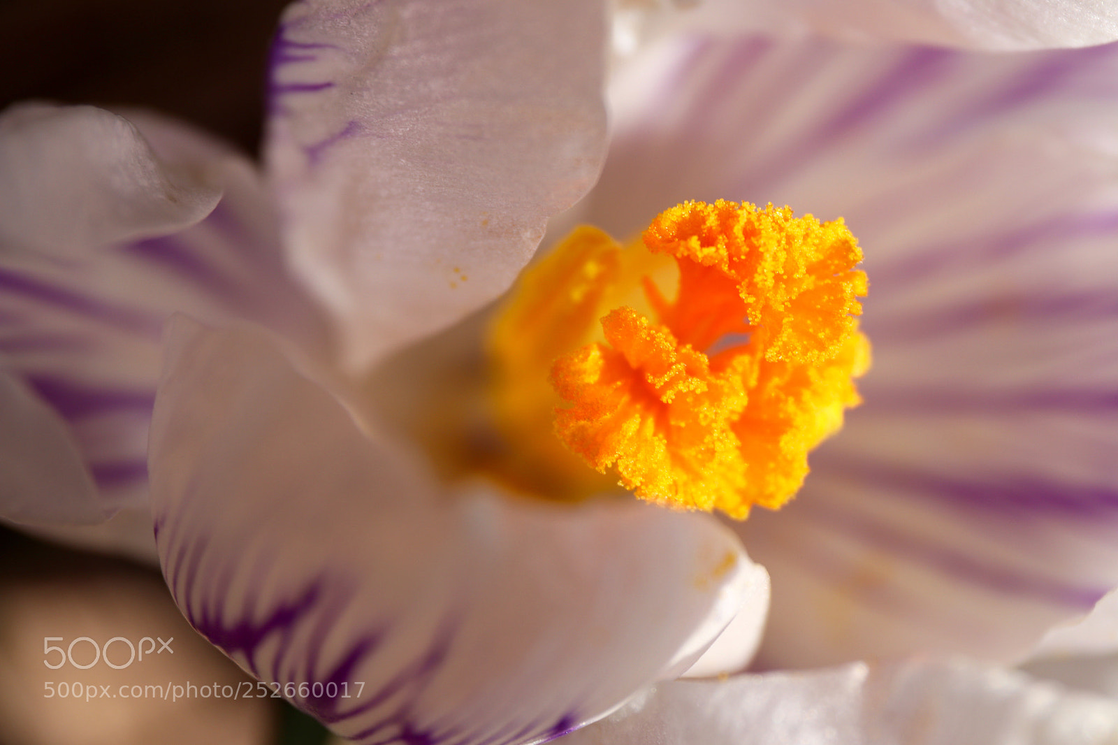 Canon EOS 77D (EOS 9000D / EOS 770D) sample photo. Crocus in the garden photography