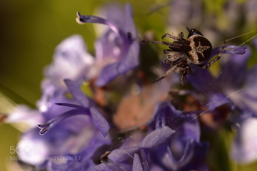 Nikon D810 sample photo. Garden’s predator photography