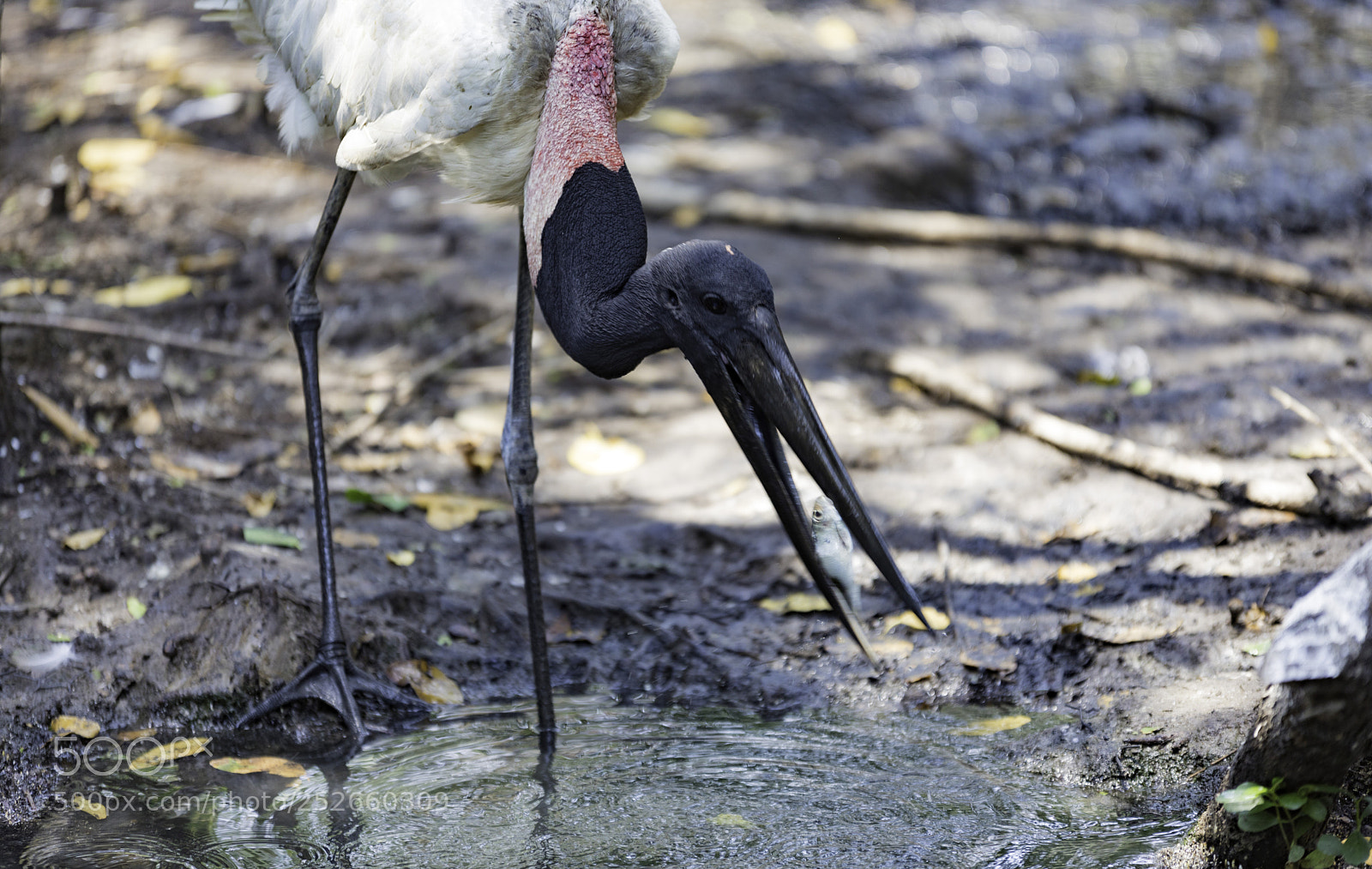 Canon EOS 5D Mark IV sample photo. Jabiru hunting photography