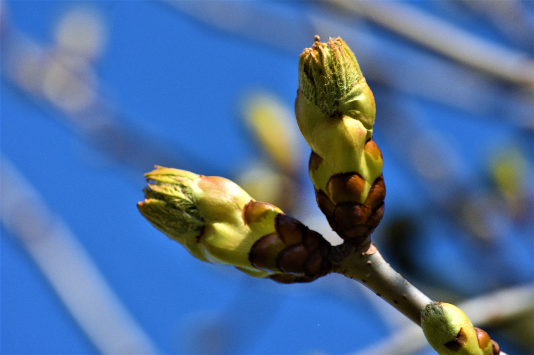 Nikon D7200 sample photo. Frühling-spring photography