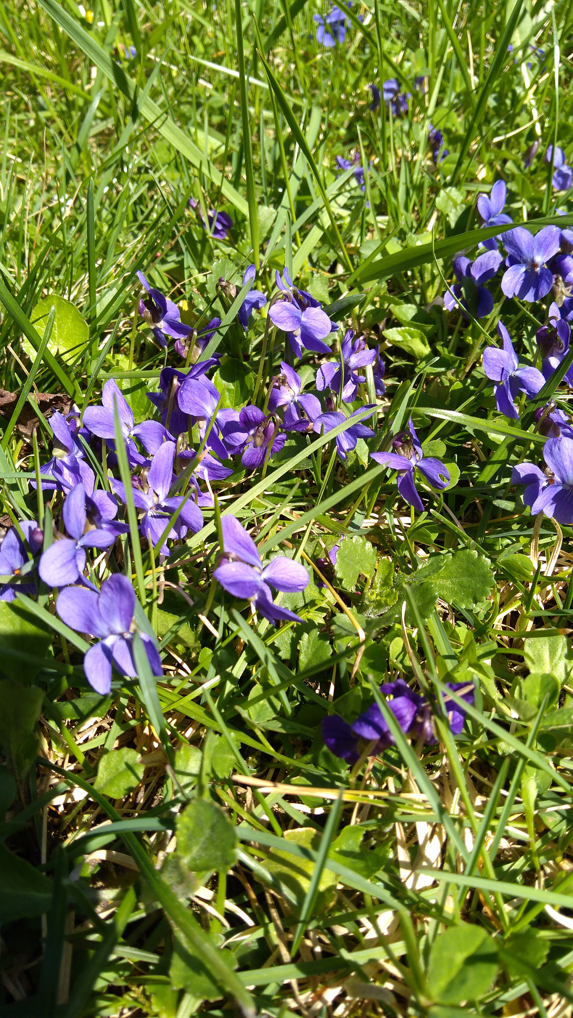 Lenovo K6 NOTE sample photo. Img_20180406_135938.jpg photography