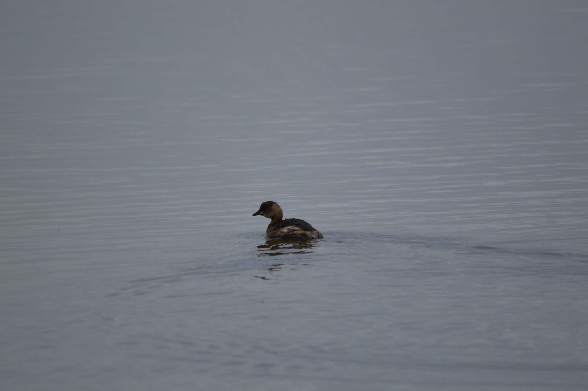 Sigma 150-500mm F5-6.3 DG OS HSM sample photo. Dsc photography