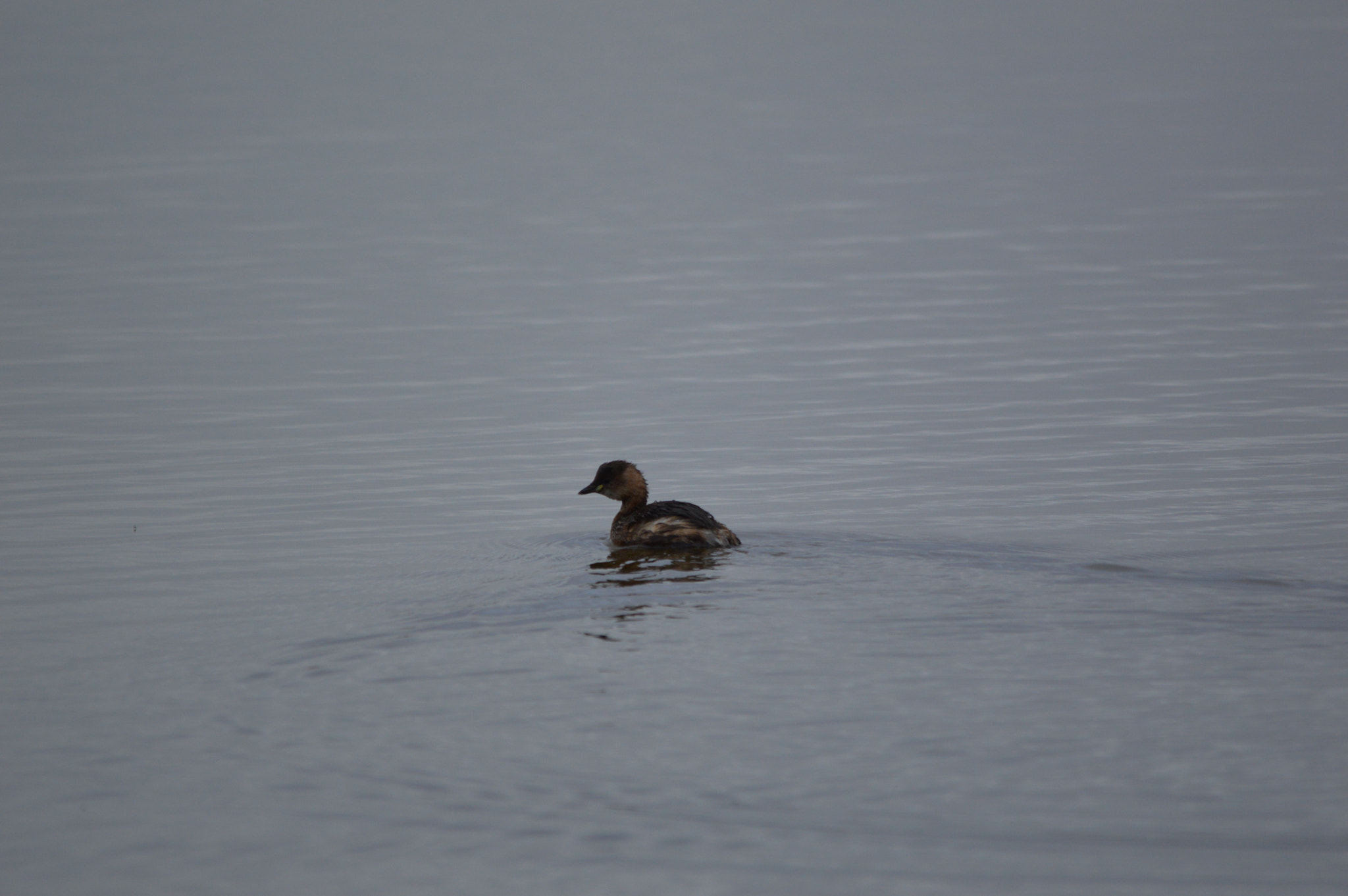 Nikon D3200 + Sigma 150-500mm F5-6.3 DG OS HSM sample photo. Dsc photography