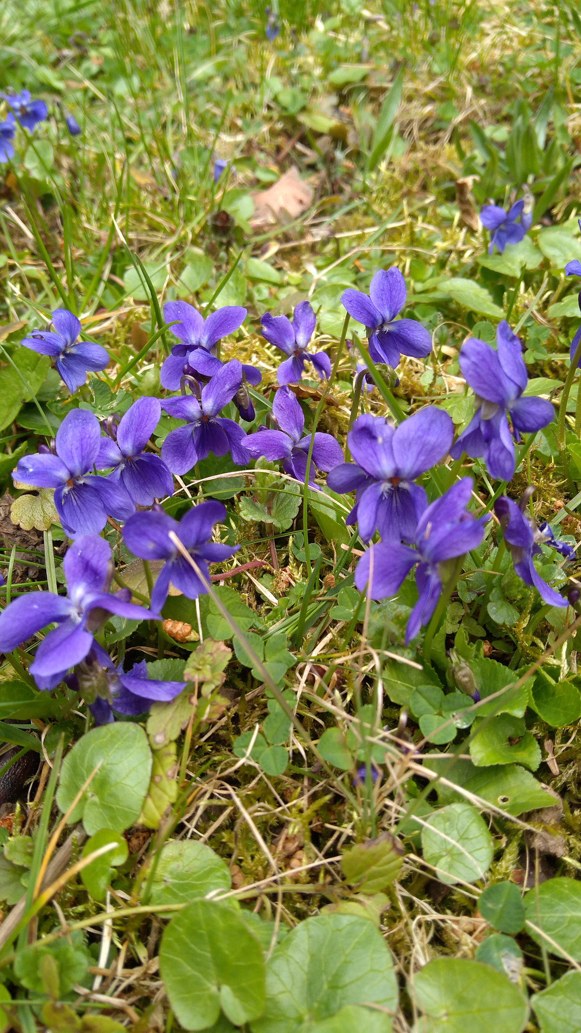 Lenovo K6 NOTE sample photo. Img_20180403_133240.jpg photography