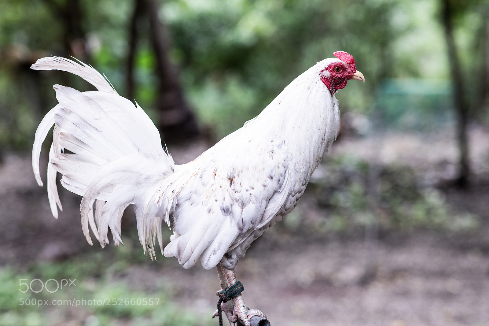 Canon EOS 5D Mark IV sample photo. Fighting rooster near oslob photography