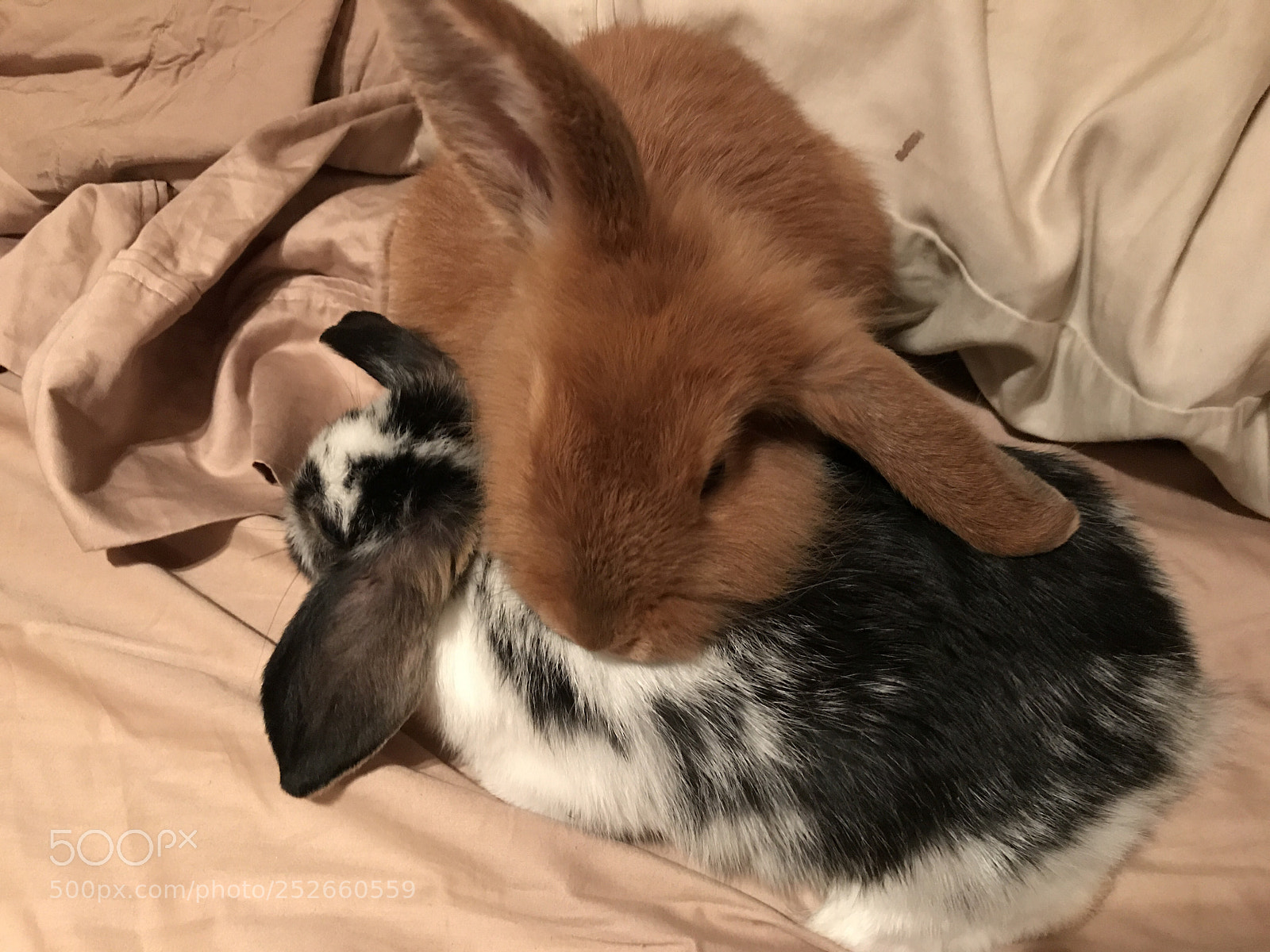 Apple iPhone 7 sample photo. Rabbits photography