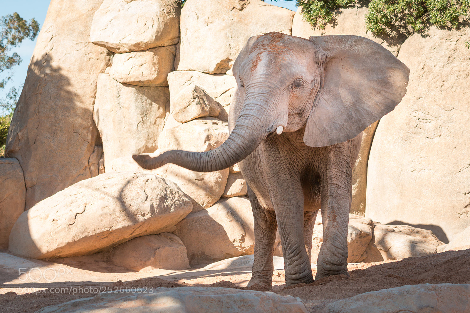 Canon EOS 70D sample photo. Elephant photography