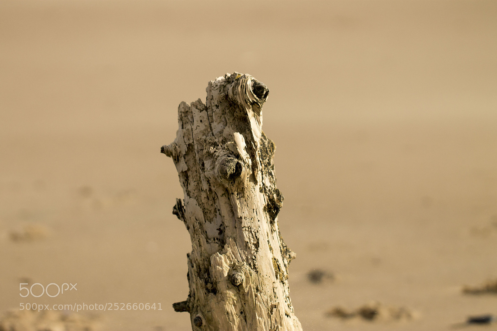 Canon EOS 1100D (EOS Rebel T3 / EOS Kiss X50) sample photo. Beachwood photography