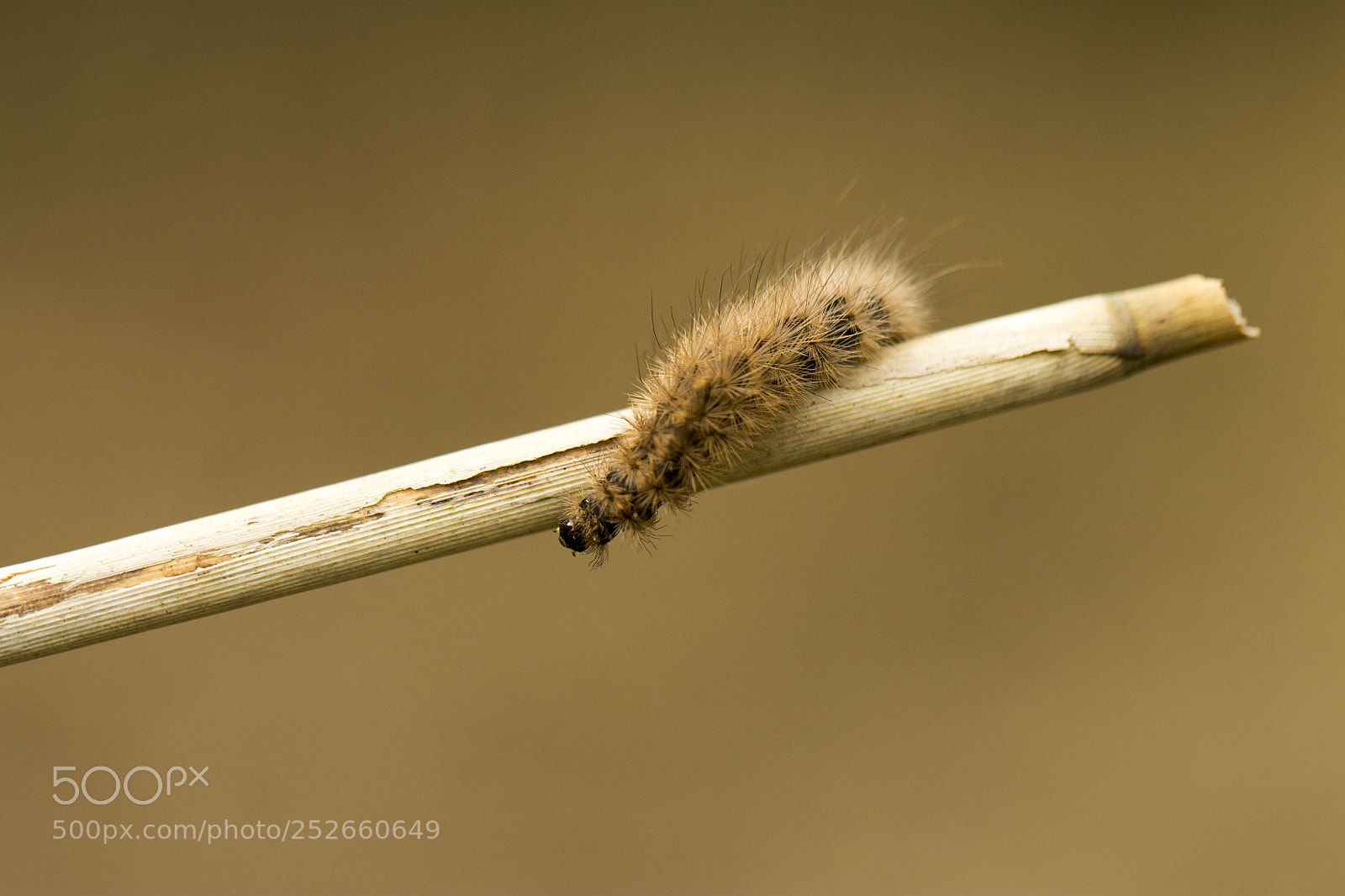 Canon EOS 1100D (EOS Rebel T3 / EOS Kiss X50) sample photo. Caterpillar photography