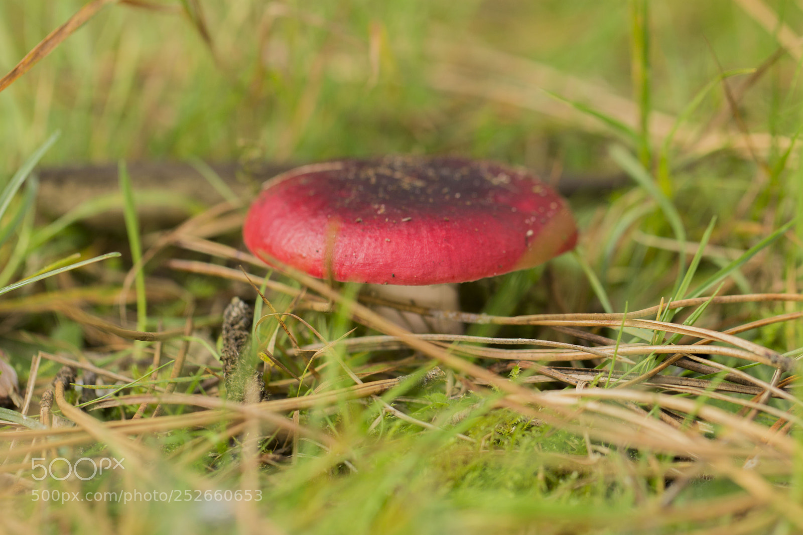 Canon EOS 1100D (EOS Rebel T3 / EOS Kiss X50) sample photo. Fungi photography