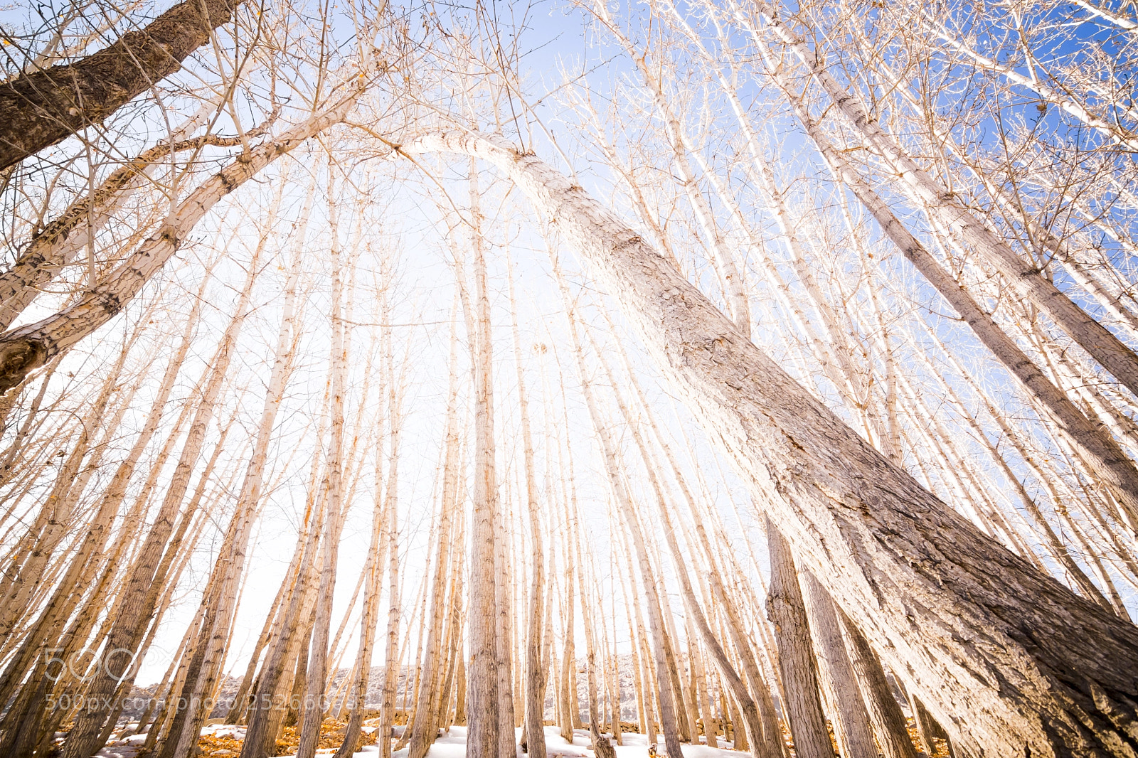 Nikon D500 sample photo. Trees... photography
