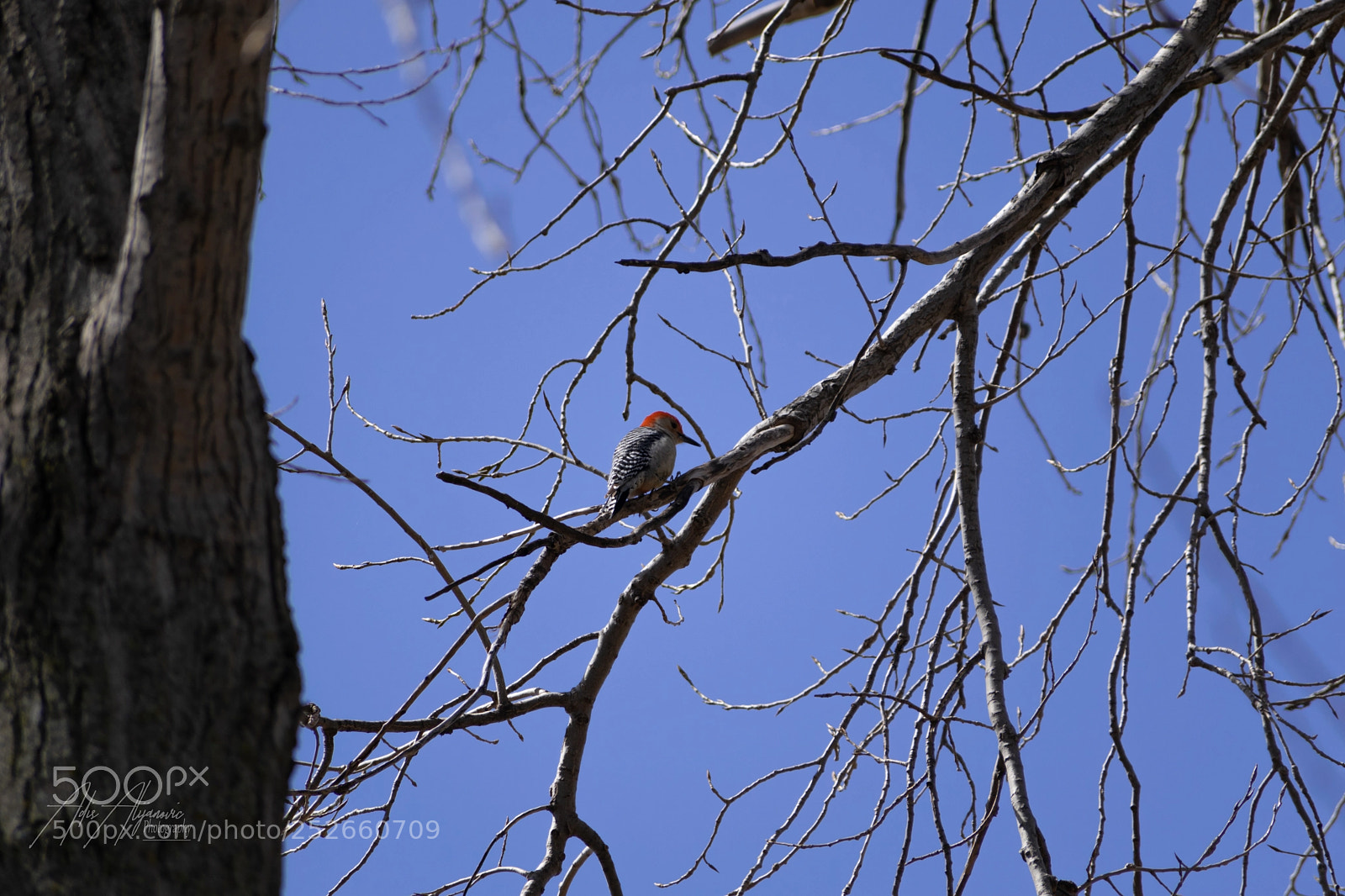 Nikon D5300 sample photo. Red-bellied woodpecker photography