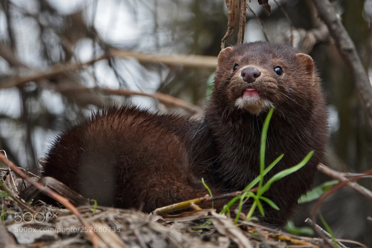 Sony Cyber-shot DSC-RX10 IV sample photo. Invaders. american mink on photography