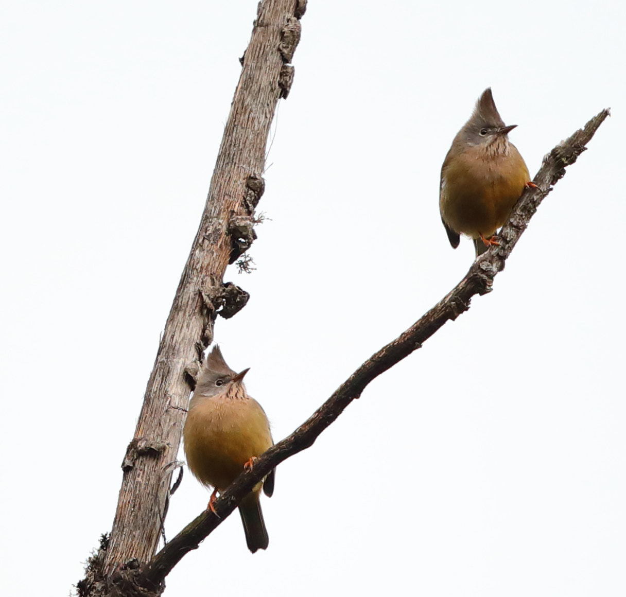 Canon EOS 5D Mark IV sample photo. Stripe throated yuhina photography