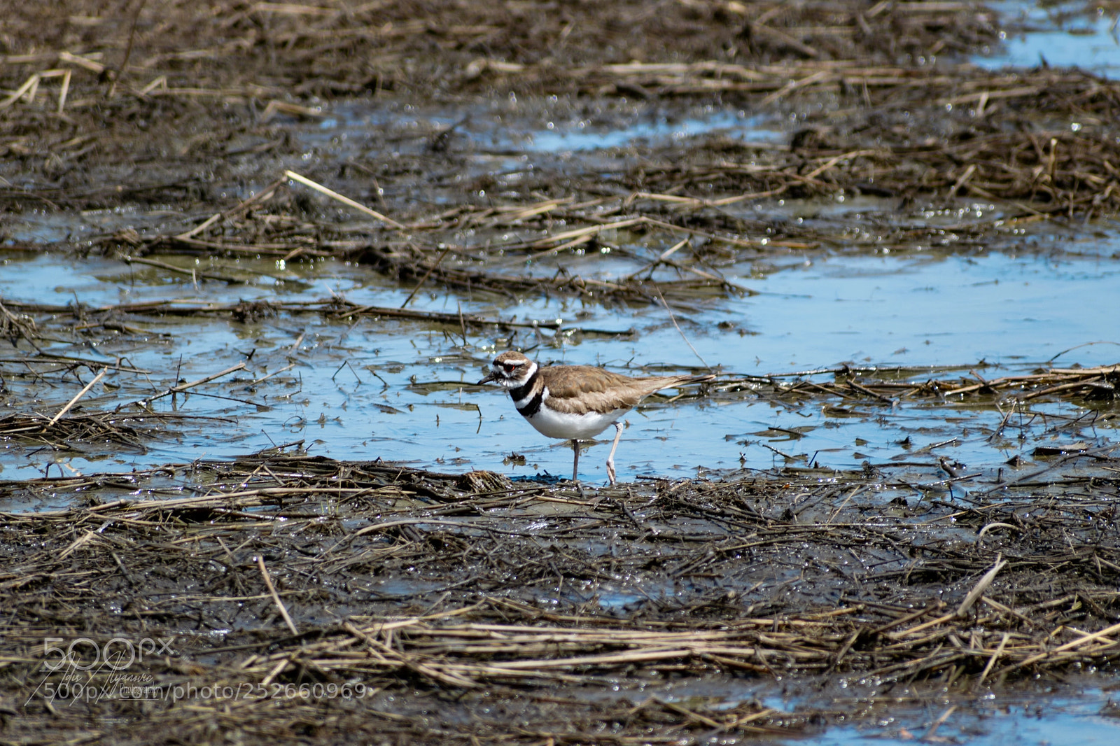 Nikon D5300 sample photo. Killdeer photography
