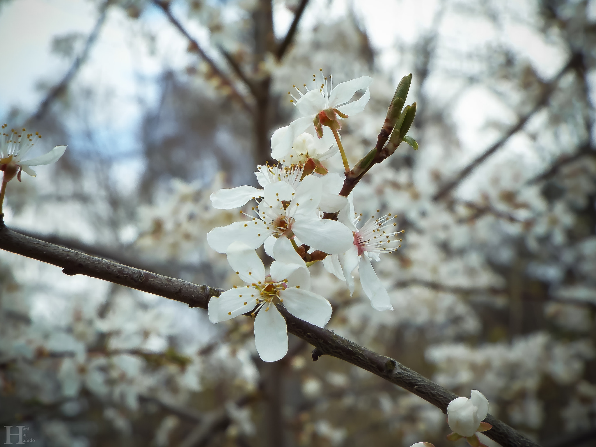 Fujifilm FinePix S9400W sample photo. The beginning of spring photography