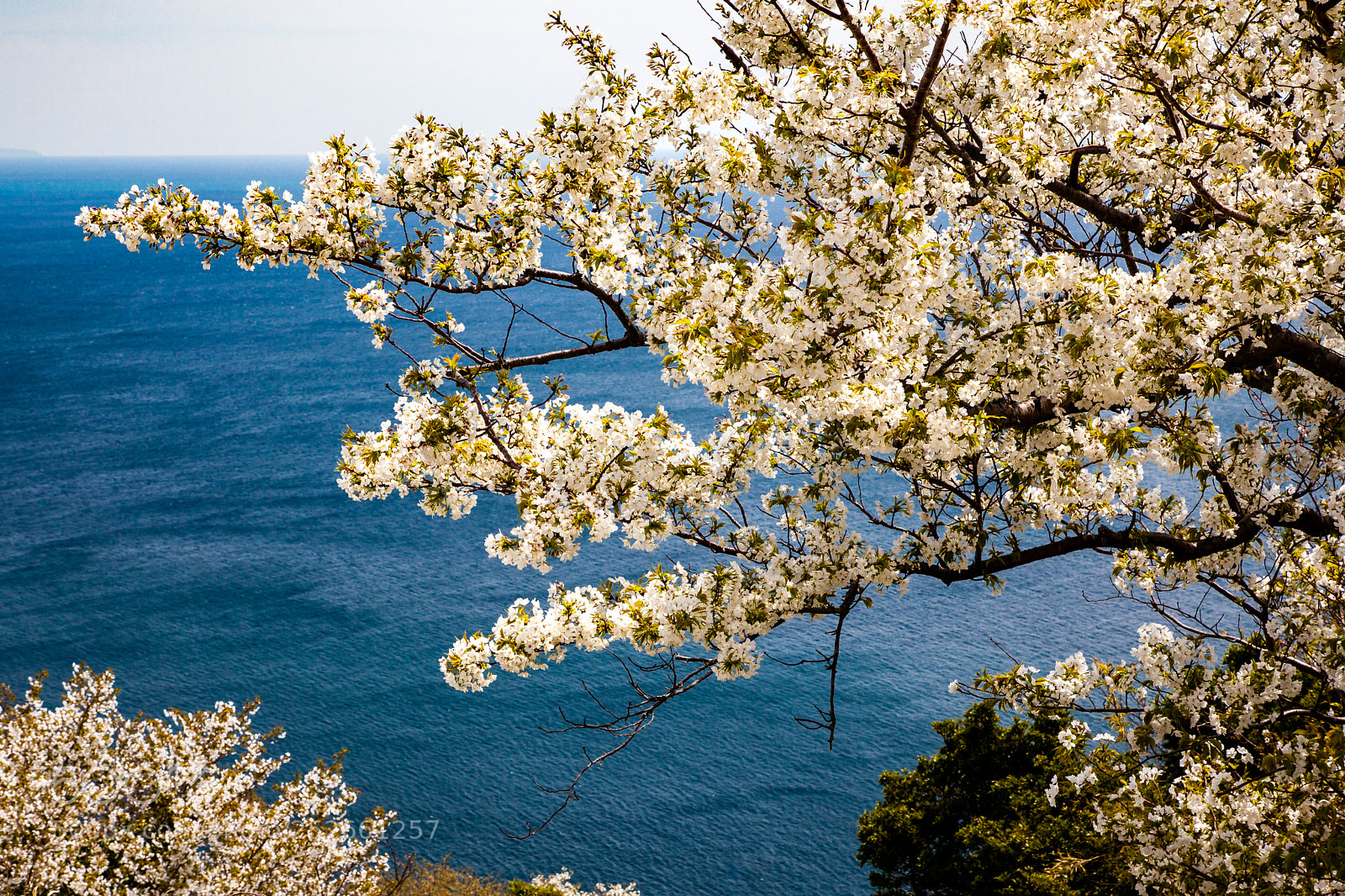 Canon EOS 5D Mark II sample photo. Sakura v photography
