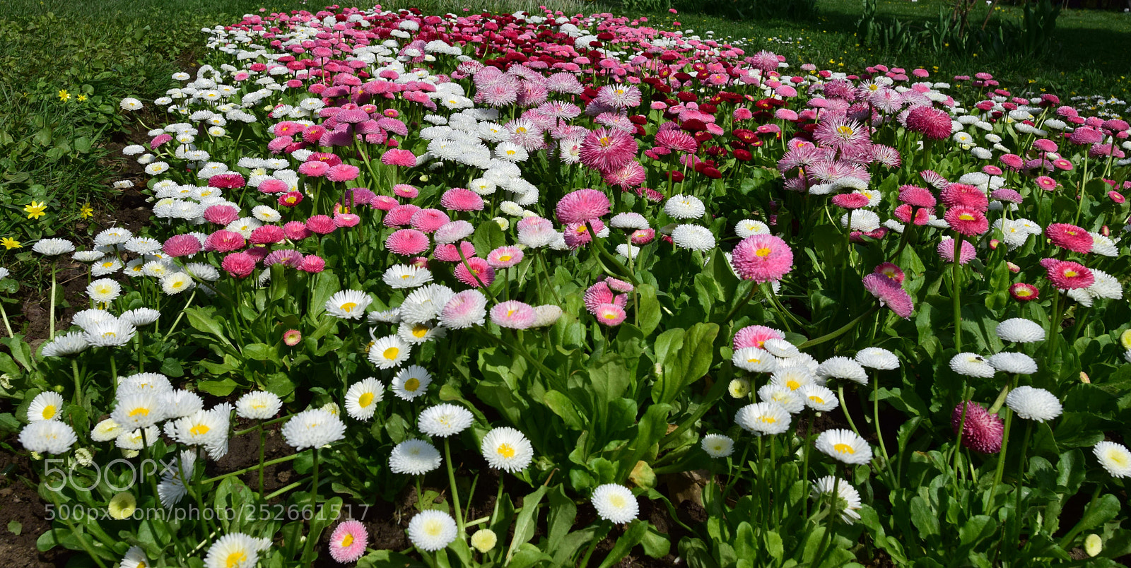 Nikon D5300 sample photo. Colors photography