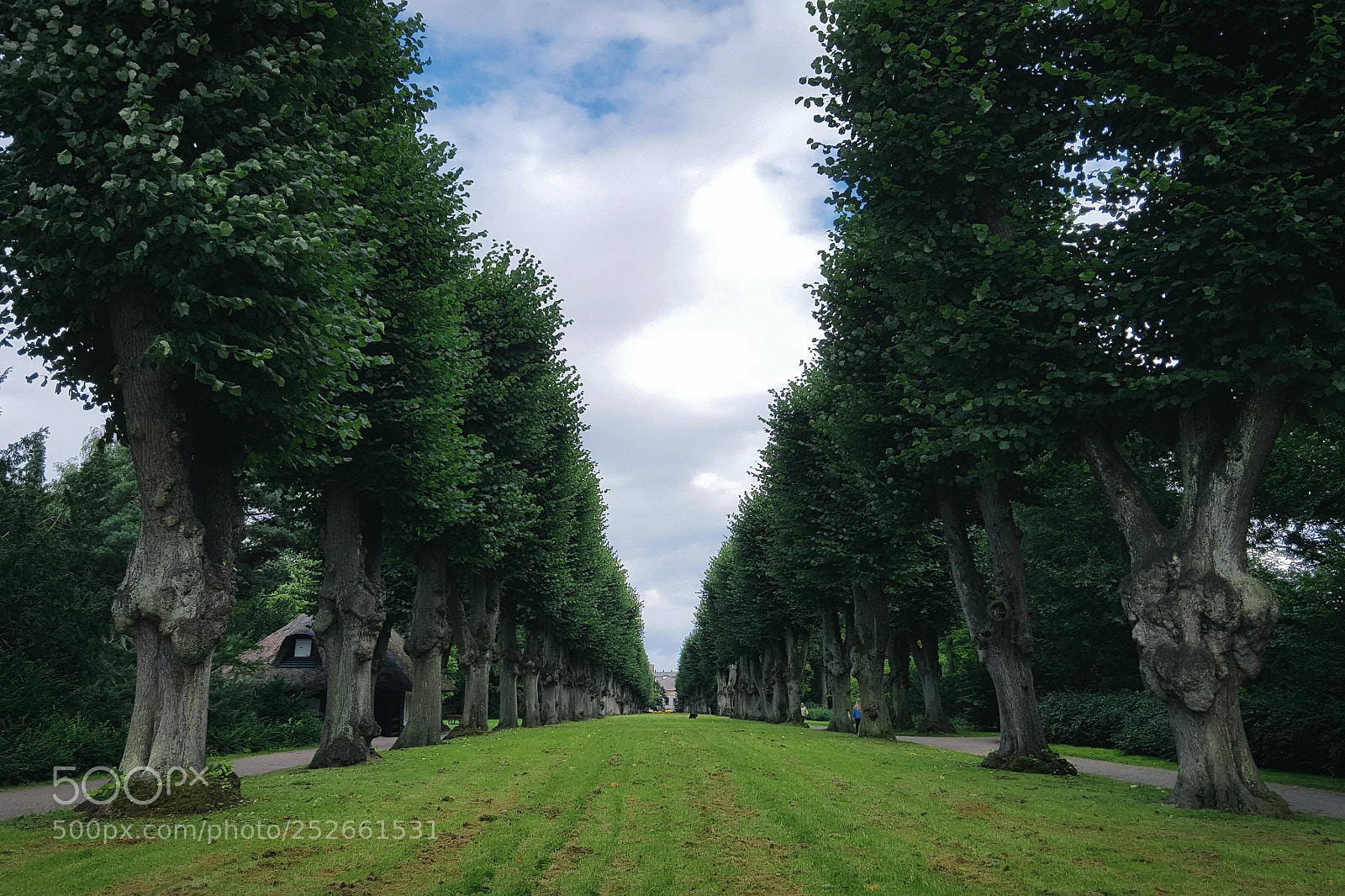 Samsung Galaxy S6 sample photo. The tree row photography