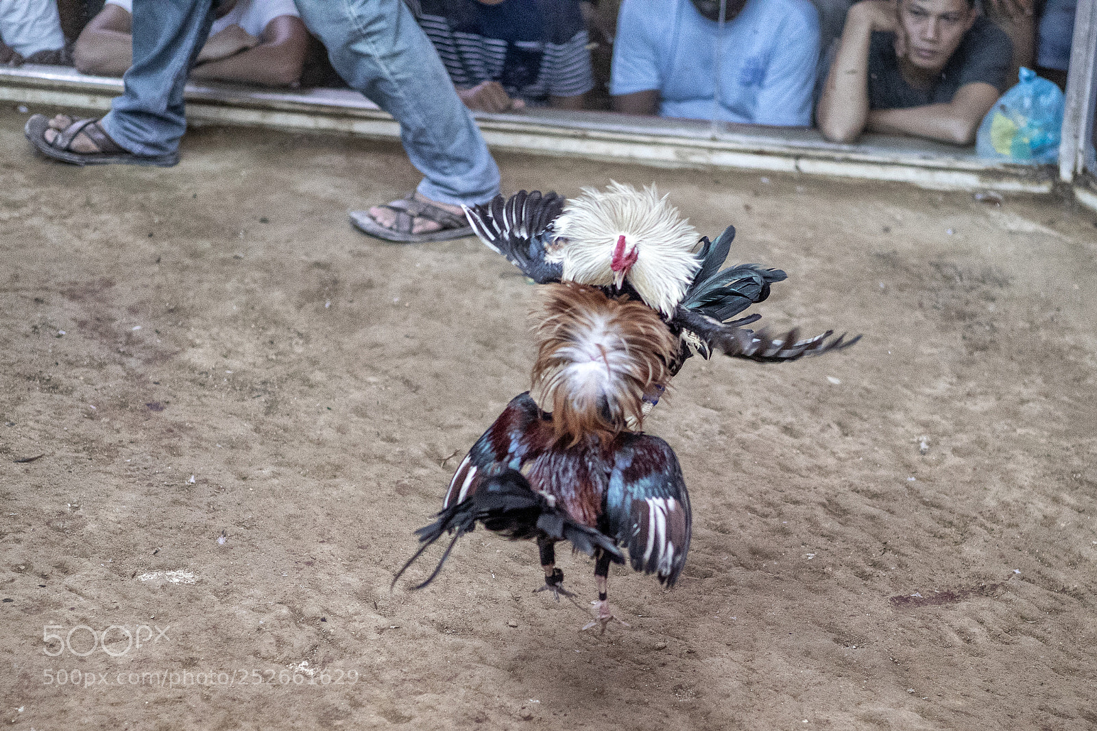 Canon EOS 5D Mark IV sample photo. Cock fight in philippines photography