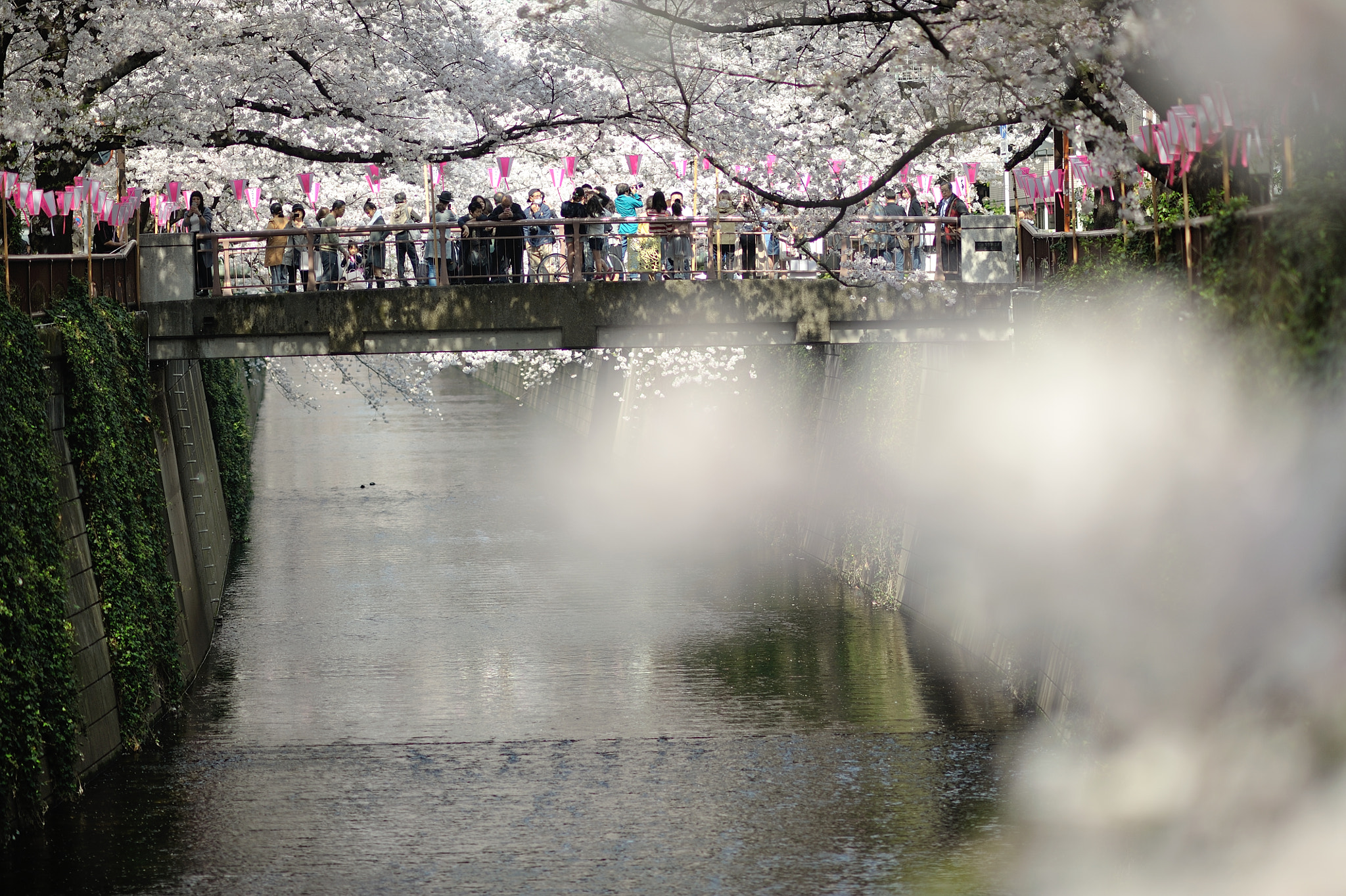 AF DC-Nikkor 135mm f/2D sample photo. Spring for tokyoites photography