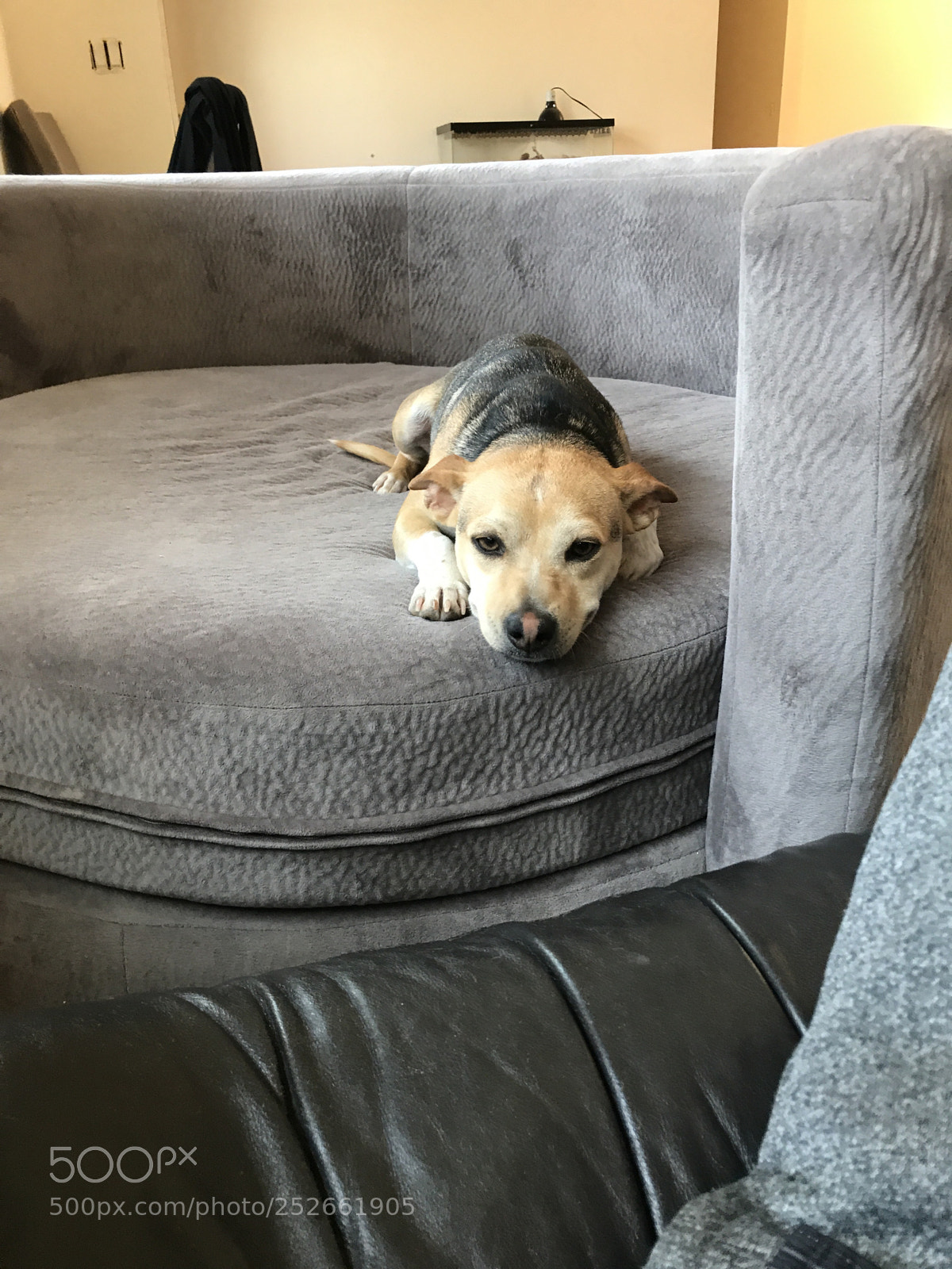 Apple iPhone 7 sample photo. Couch smiling photography
