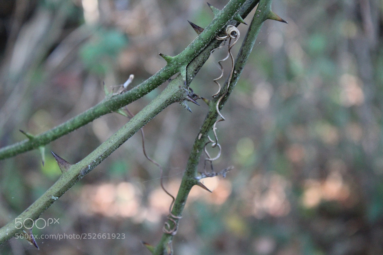 Canon EOS 1300D (EOS Rebel T6 / EOS Kiss X80) sample photo. Copy photography