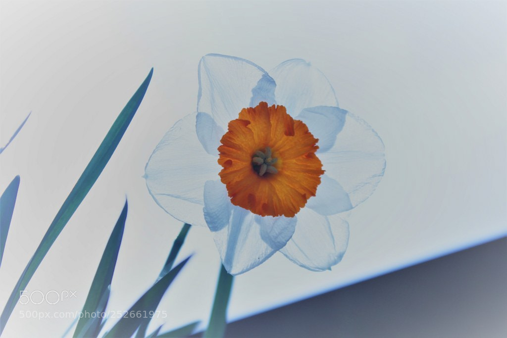 Canon EOS 60D sample photo. A beautiful daffodil photography