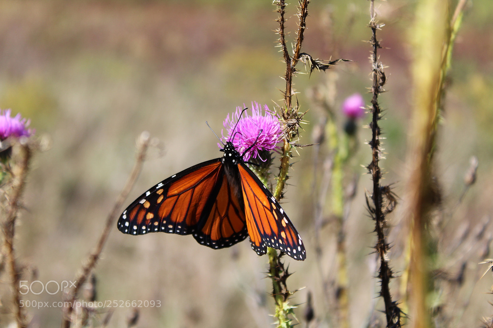 Canon EOS 1300D (EOS Rebel T6 / EOS Kiss X80) sample photo. Monarch butterfly photography