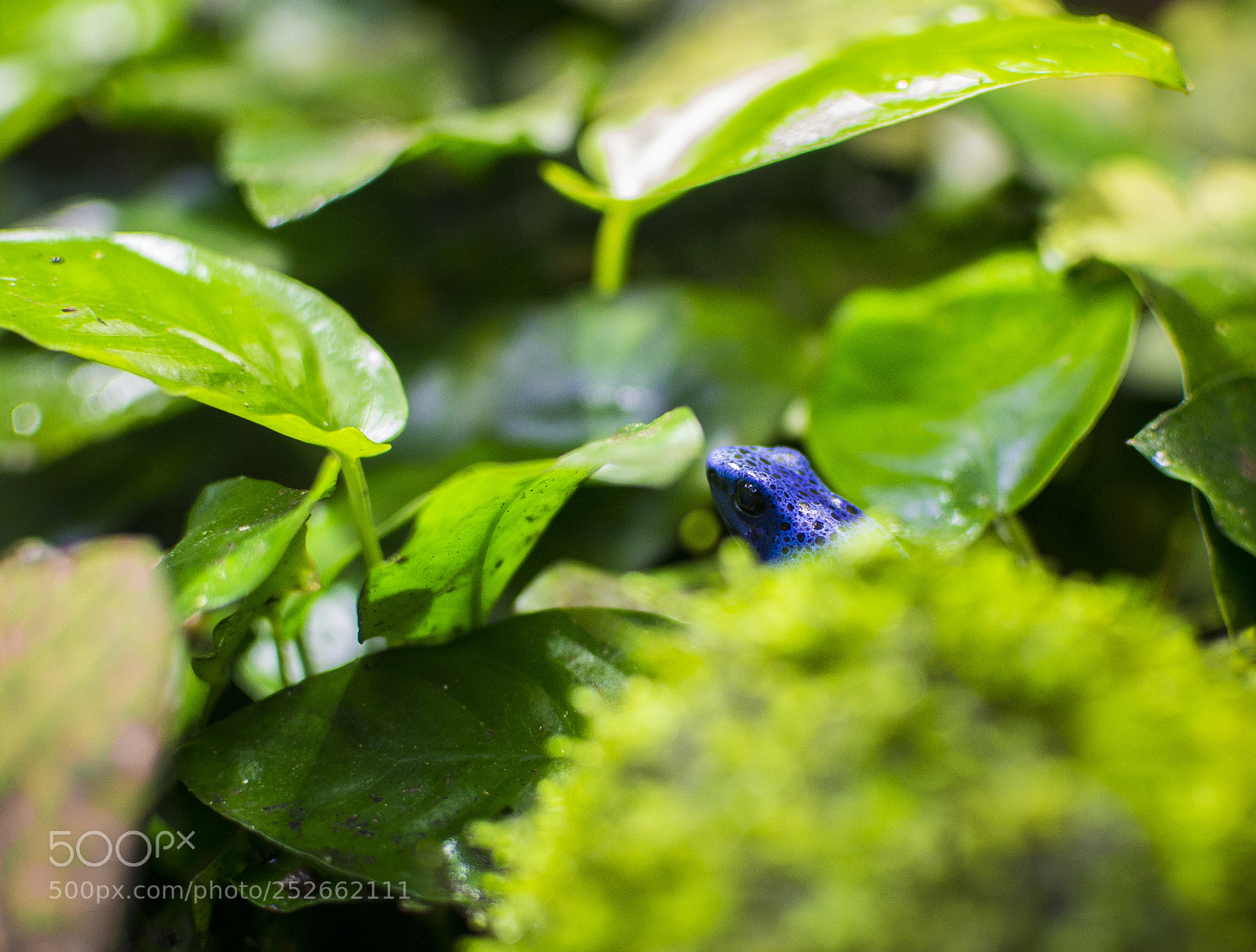Nikon D3100 sample photo. Blue frog photography
