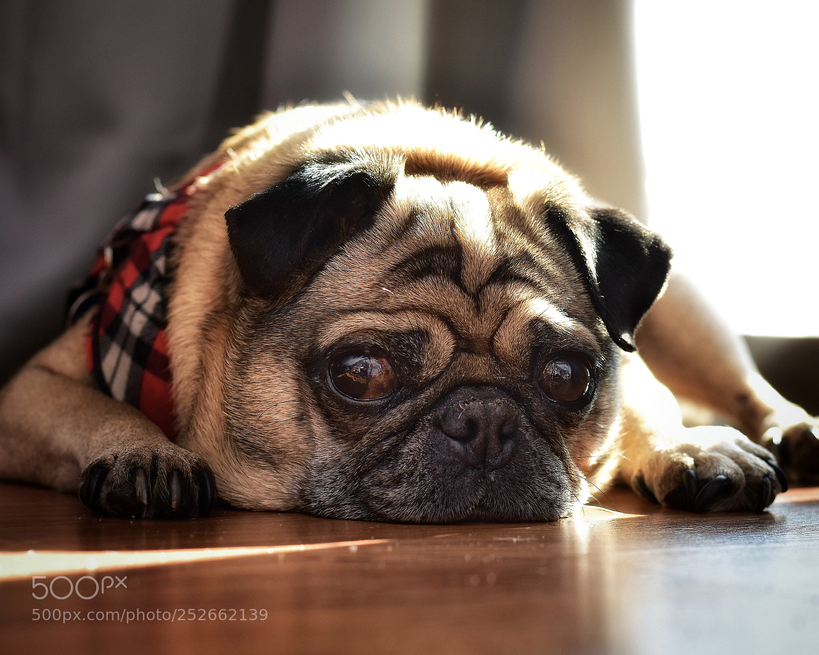 Nikon D5600 sample photo. A pug's life photography
