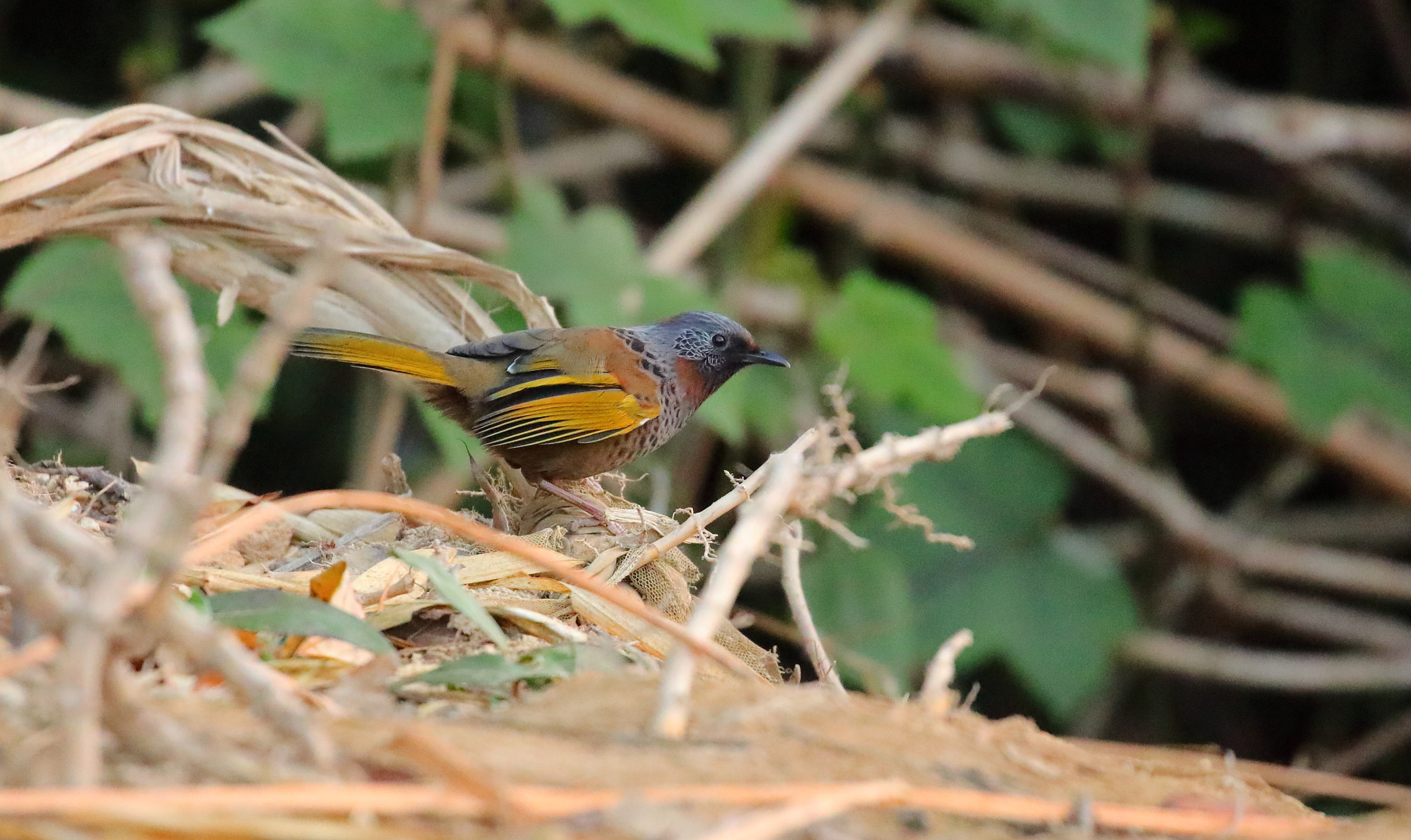 Canon EOS 5D Mark IV sample photo. Chestnut crowned laughingthrush photography