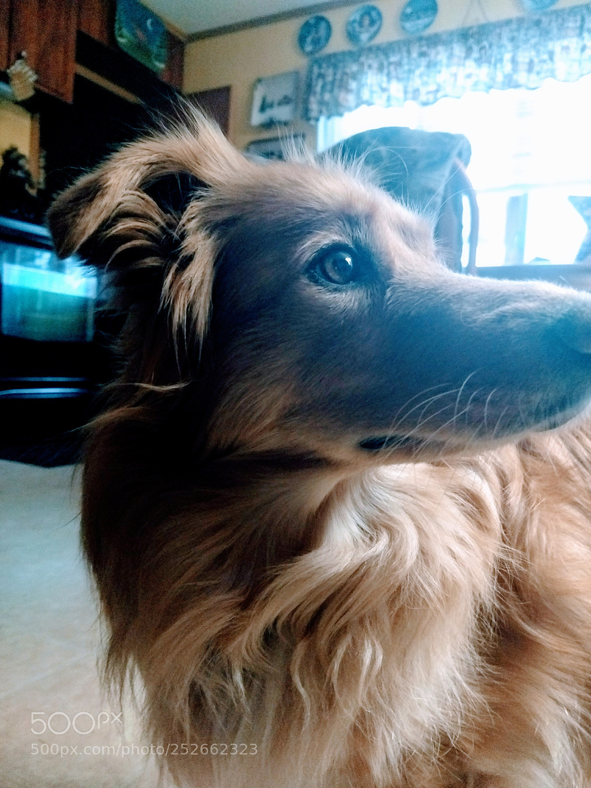 Motorola Moto G (5) Plus sample photo. Ginger photography
