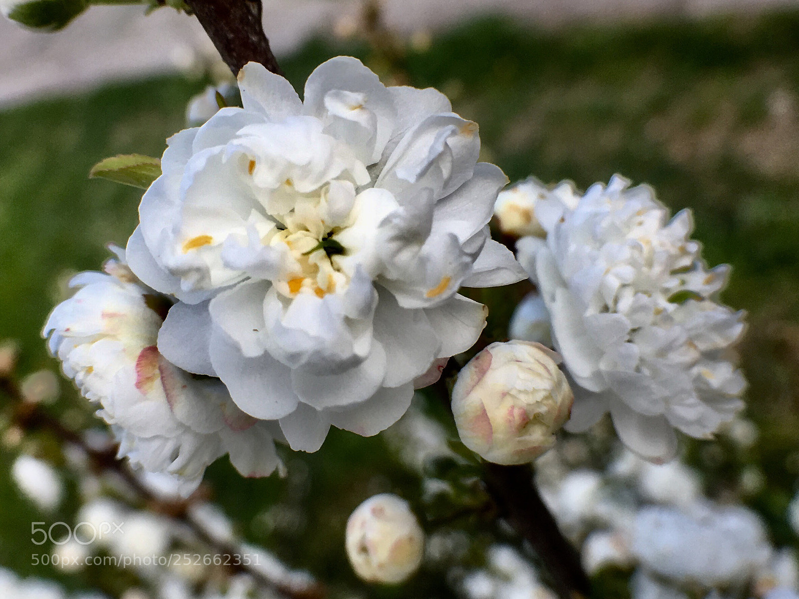 Apple iPhone 6s sample photo. White gold photography