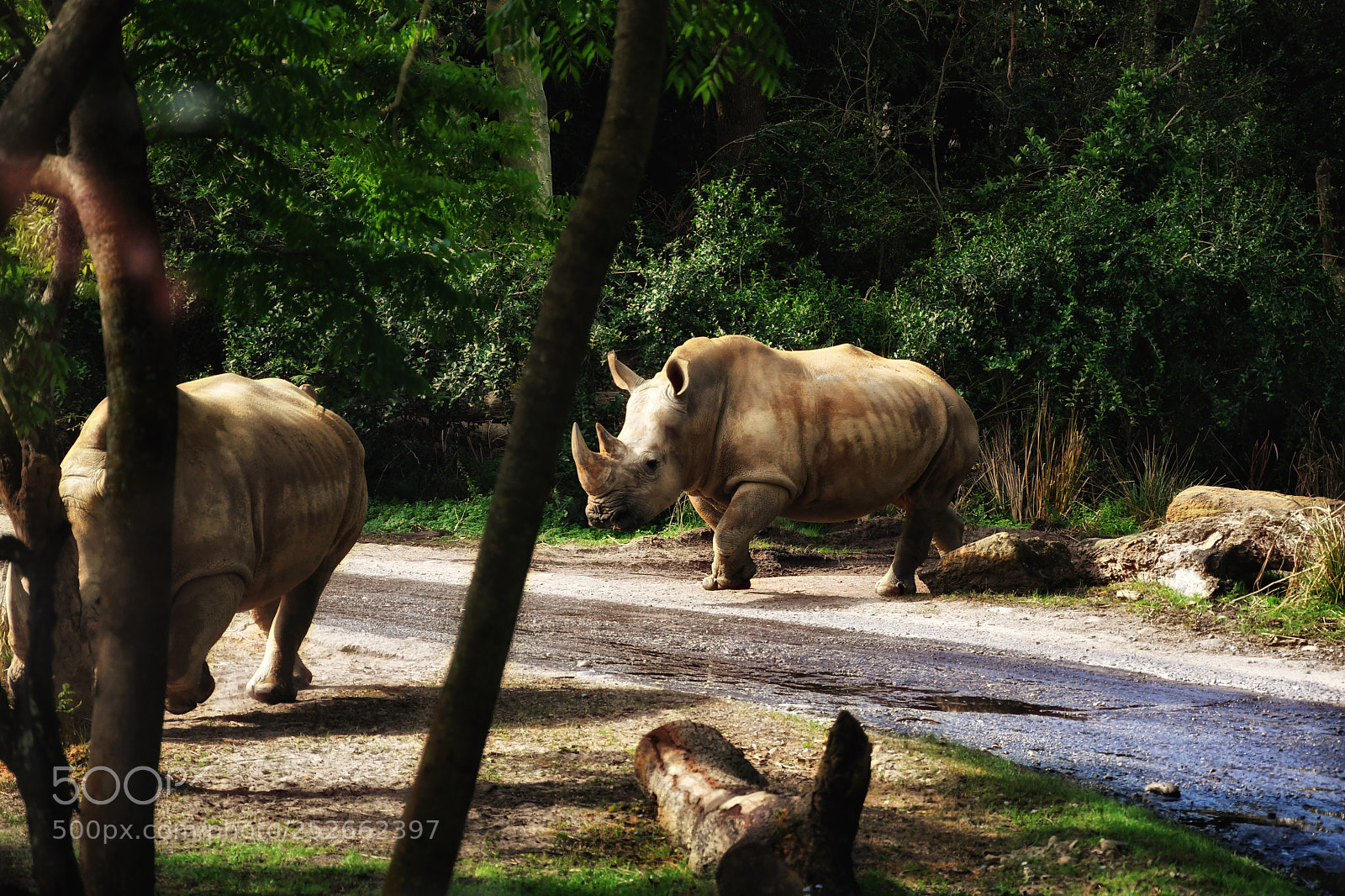 Nikon D7500 sample photo. Rhinos. photography