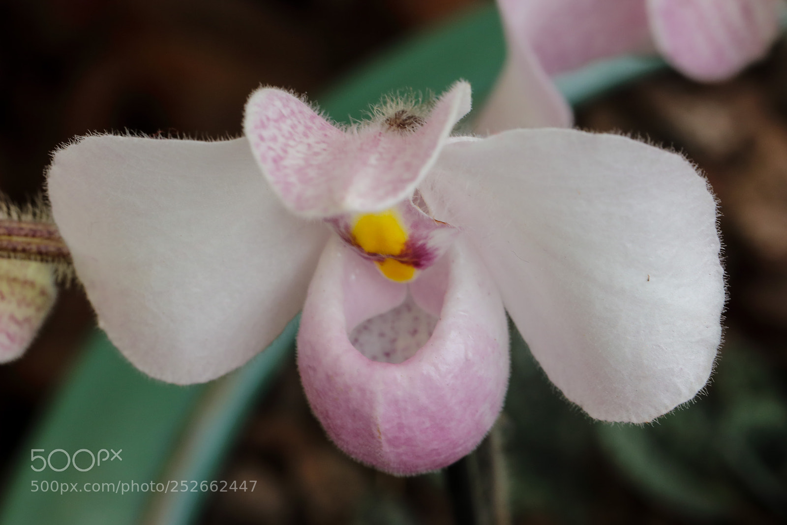 Canon EOS 5D Mark IV sample photo. Orchid photography