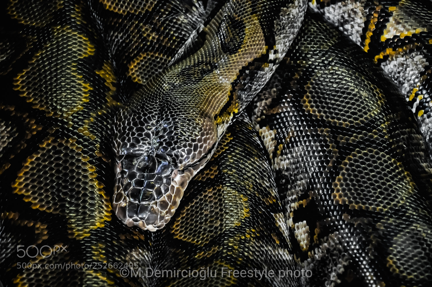 Nikon D5000 sample photo. Reuze piton.. photography