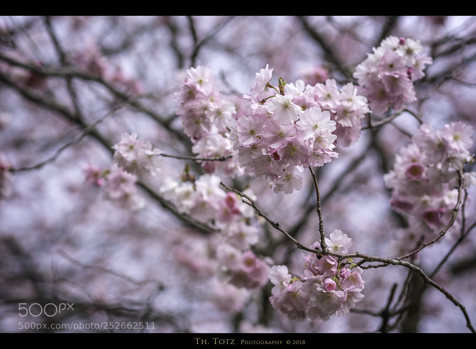 Olympus OM-D E-M1 sample photo. Pink blossoms photography