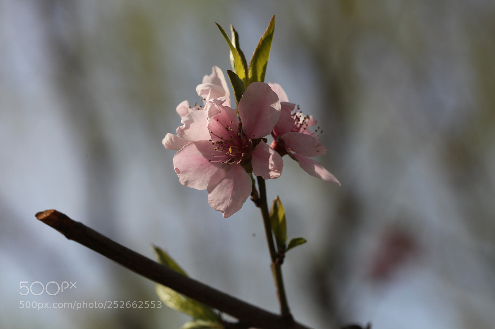 Canon EOS 5D Mark II sample photo. Untitled photography