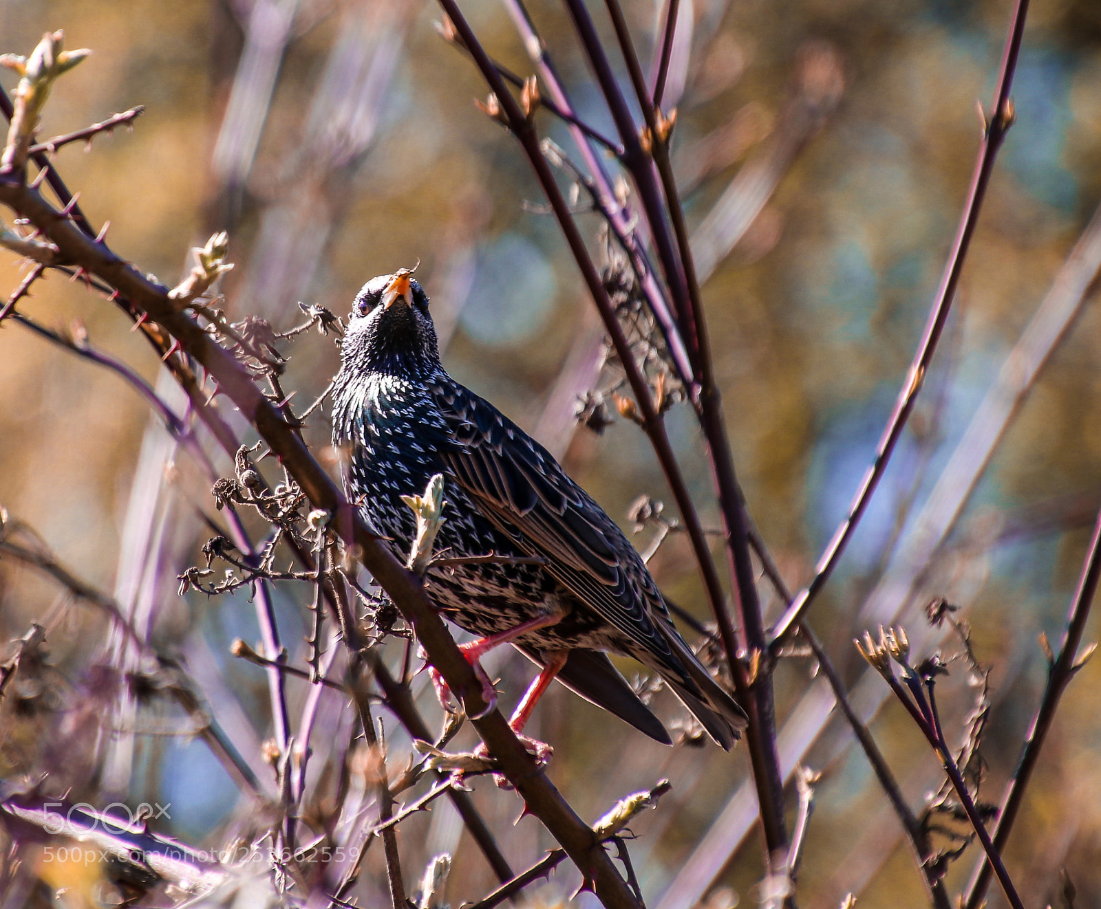 Canon EOS 80D sample photo. European starling photography