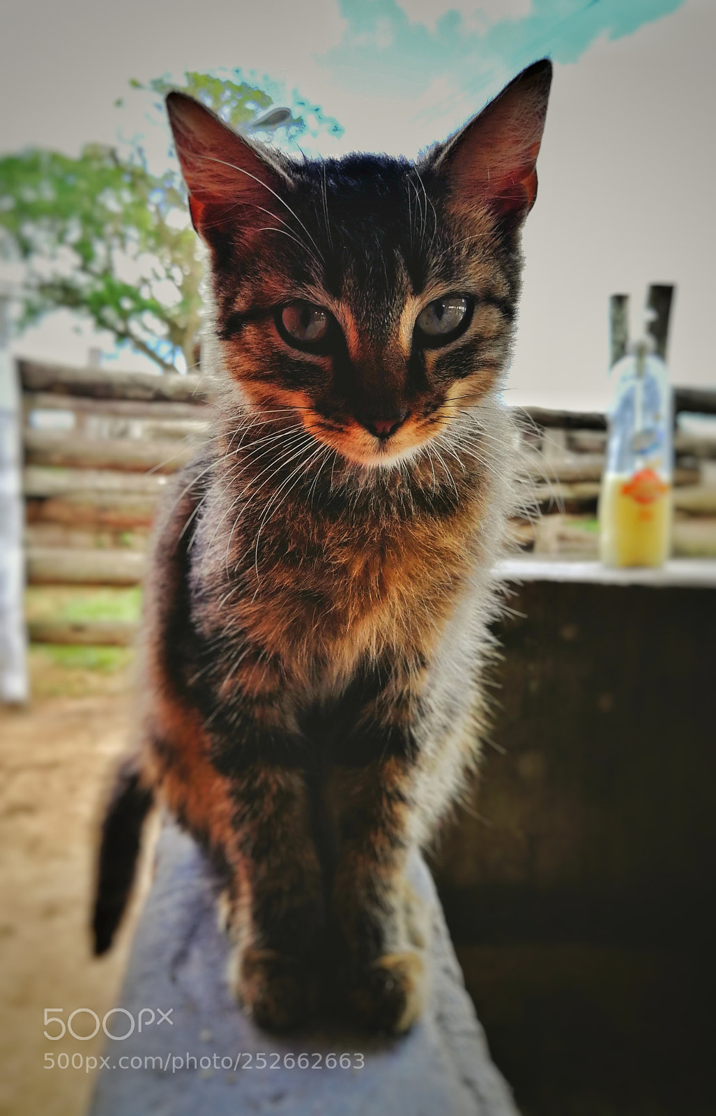 HUAWEI P10 Plus sample photo. /_cat_\ photography